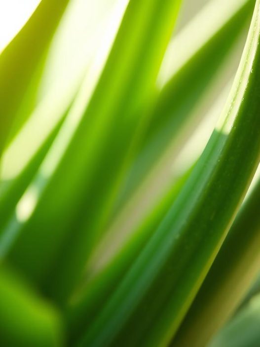 Kosmetik mit Aloe Vera