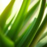 Kosmetik mit Aloe Vera