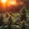 CBD Öl Tropfen kaufen aus Cannabis